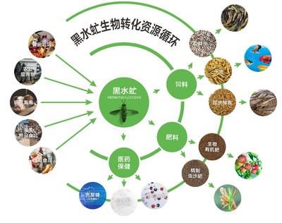 廣東發(fā)布團標 推動廚余垃圾養(yǎng)殖黑水虻產業(yè)化，探索生物質能服務新路徑